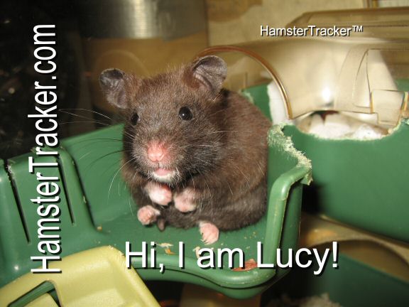 The Extreme HamsterTrackin' card starring Lucy 3.0